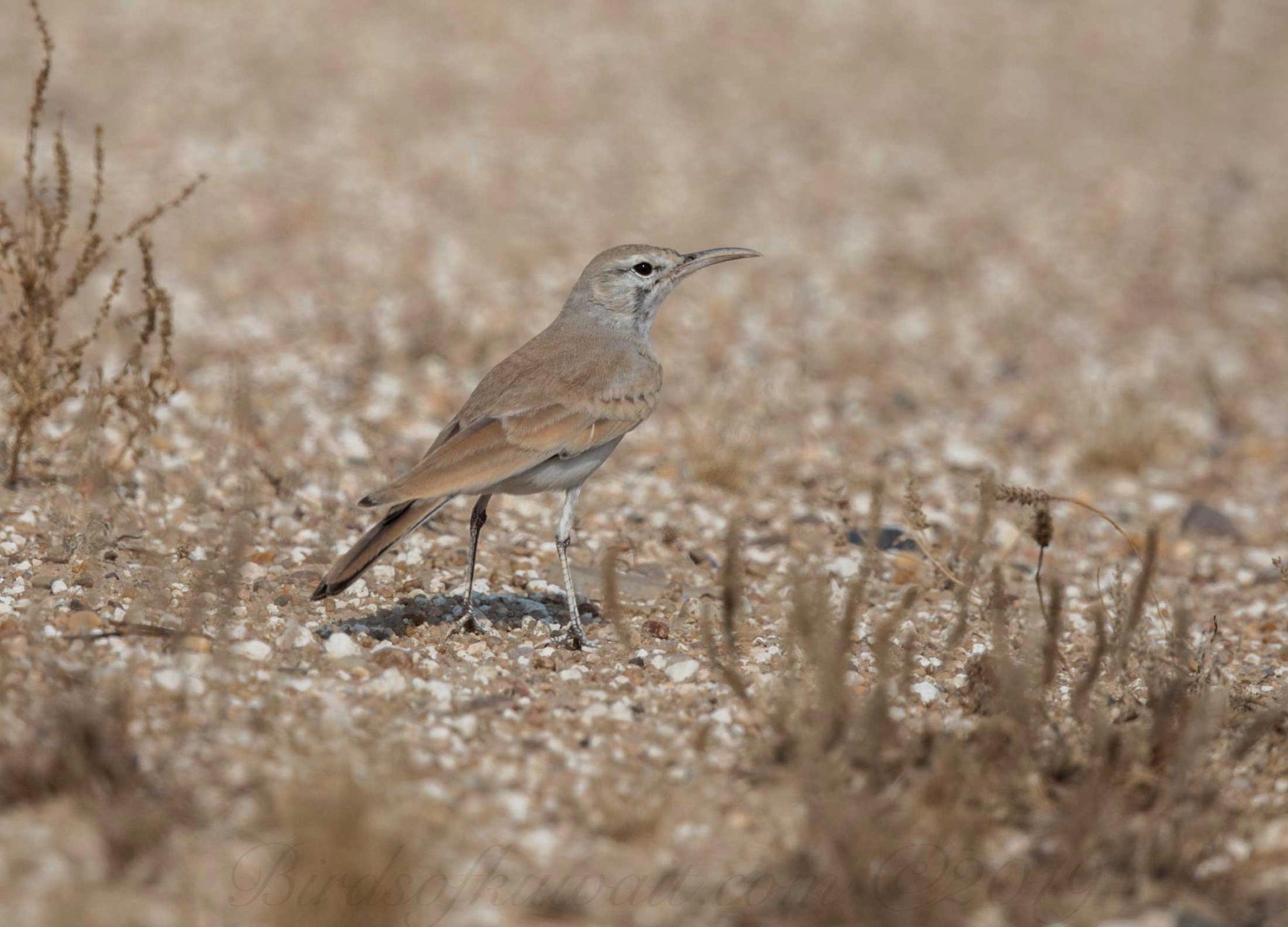 Greater Hoopoe-Lark Alaemon alaudipes