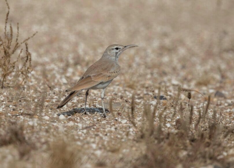 Greater Hoopoe-Lark perching on the ground