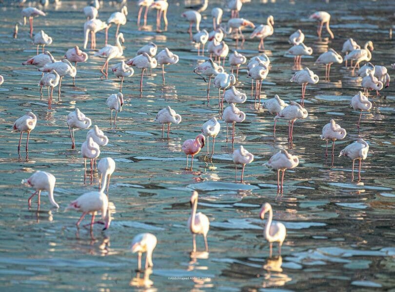 A flock of Greater flamingo with one Lesser Flamingo
