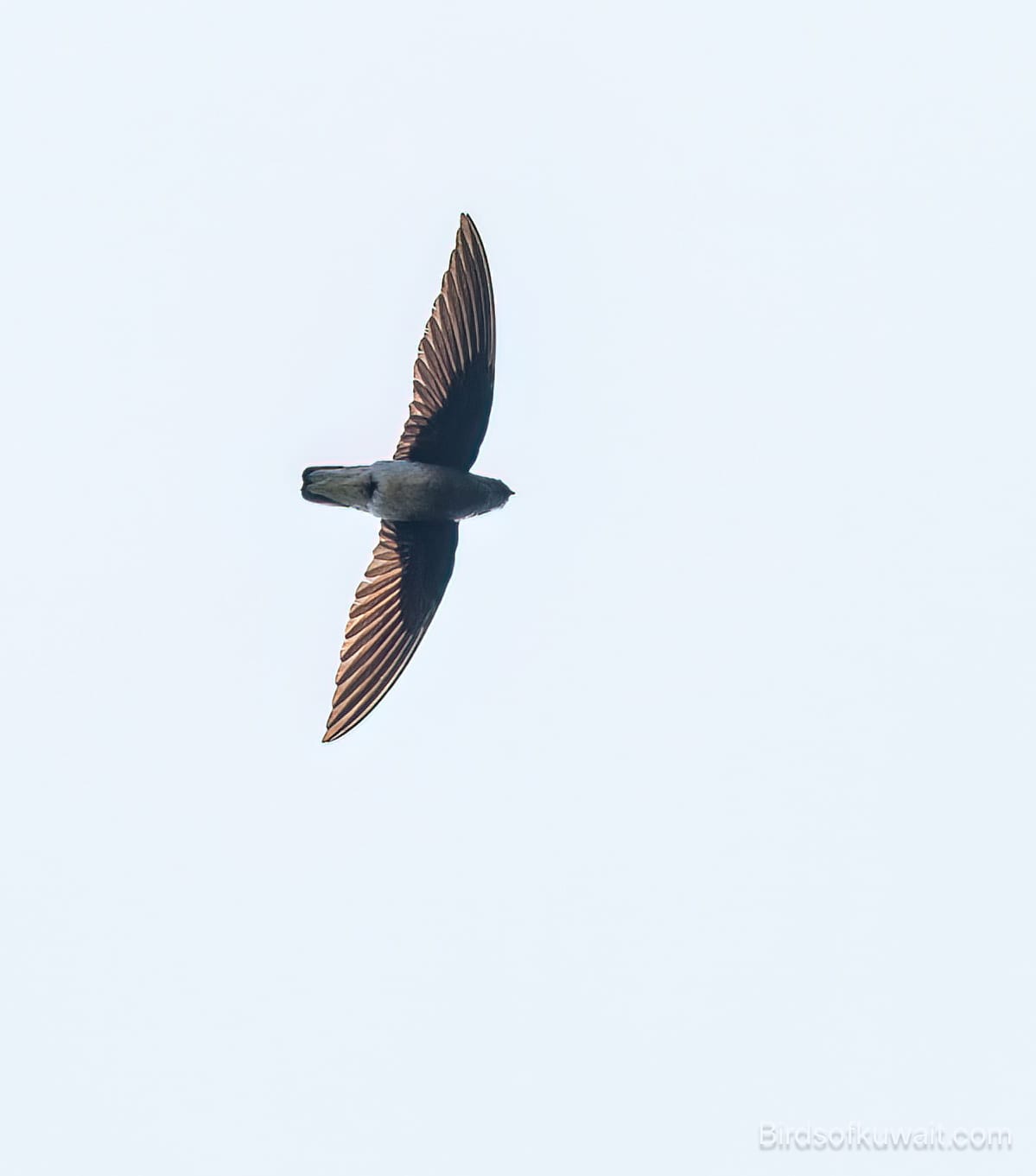 Whiterumped Needletail Zoonavena sylvatica Birds of Kuwait Bird
