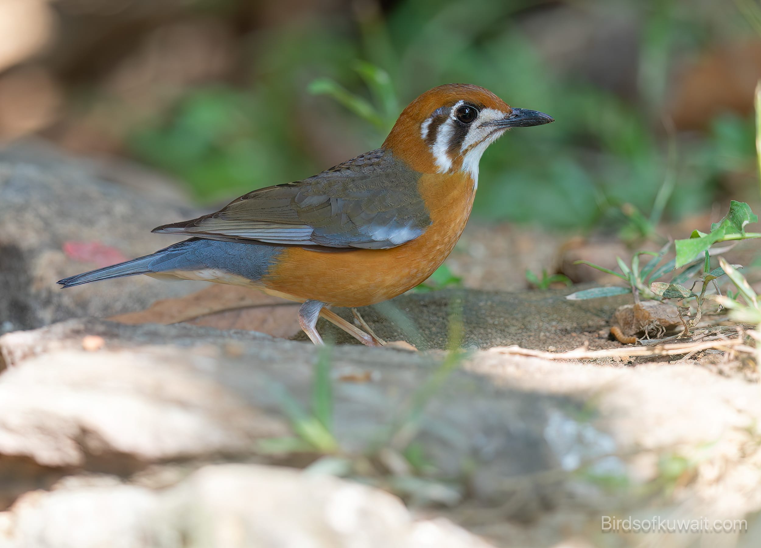 Orange-headed Thrush Geokichla citrina