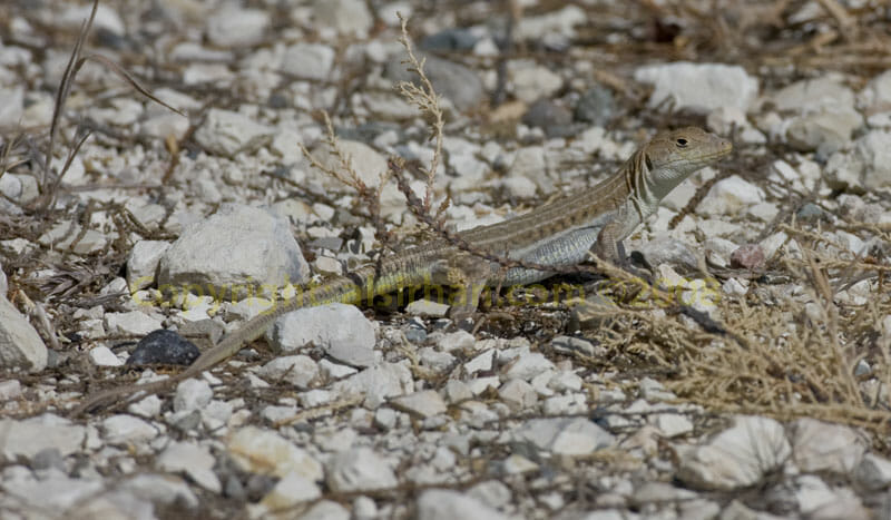 A lizard Acanthodactylus schreiberi in Cyprus