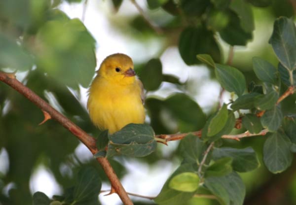 Arabian Golden Sparrow perching on a branch