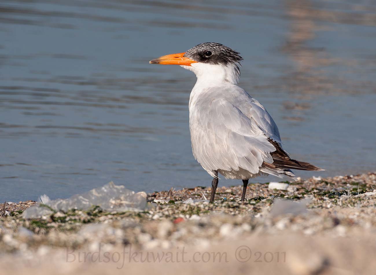 Caspian Tern Hydroprogne caspia