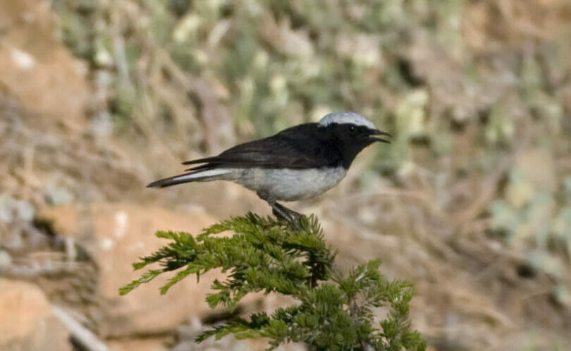 Cyprus Wheatear on a bush