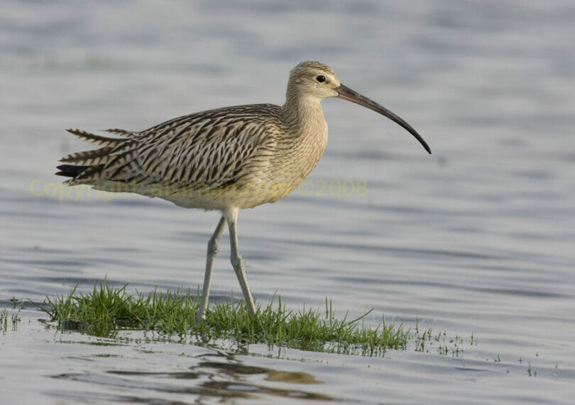 Eurasian Curlew in water