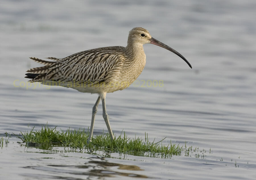 Eurasian Curlew in water