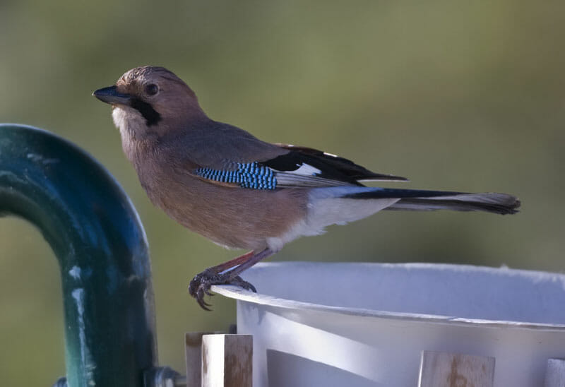 A Eurasian Jay on a dustbin