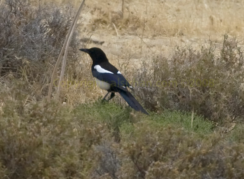 Eurasian Magpie on the ground