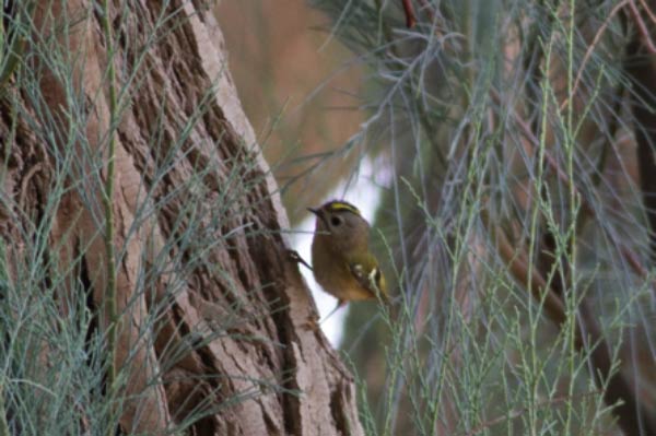 Goldcrest perching on a trunch