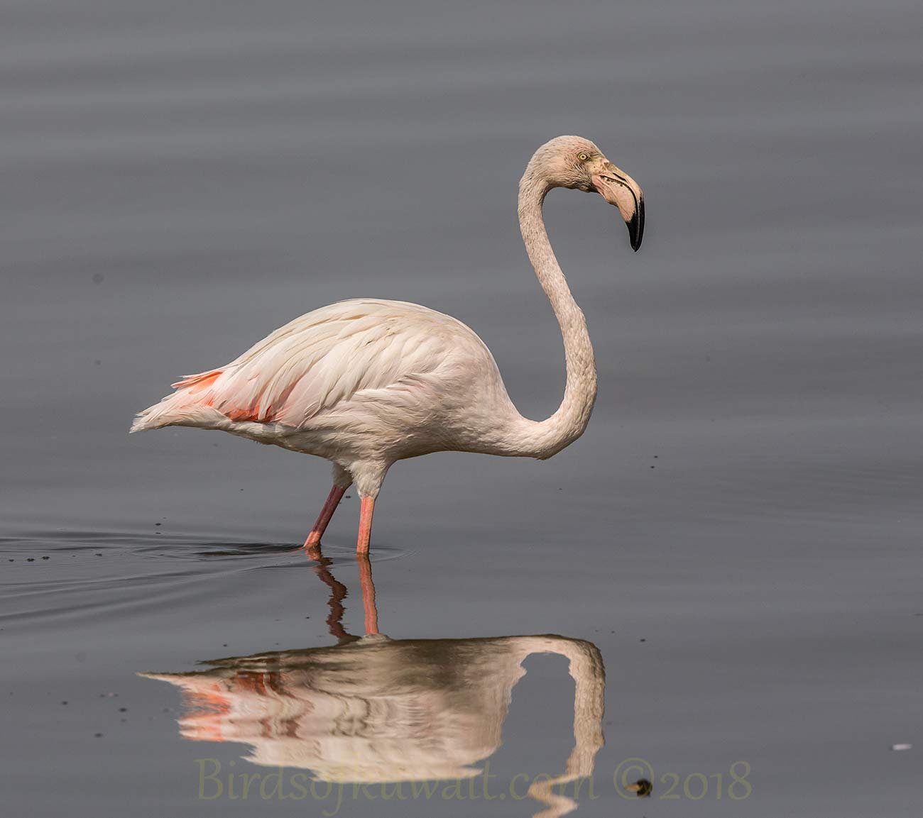 A Greater Flamingo feeding in water