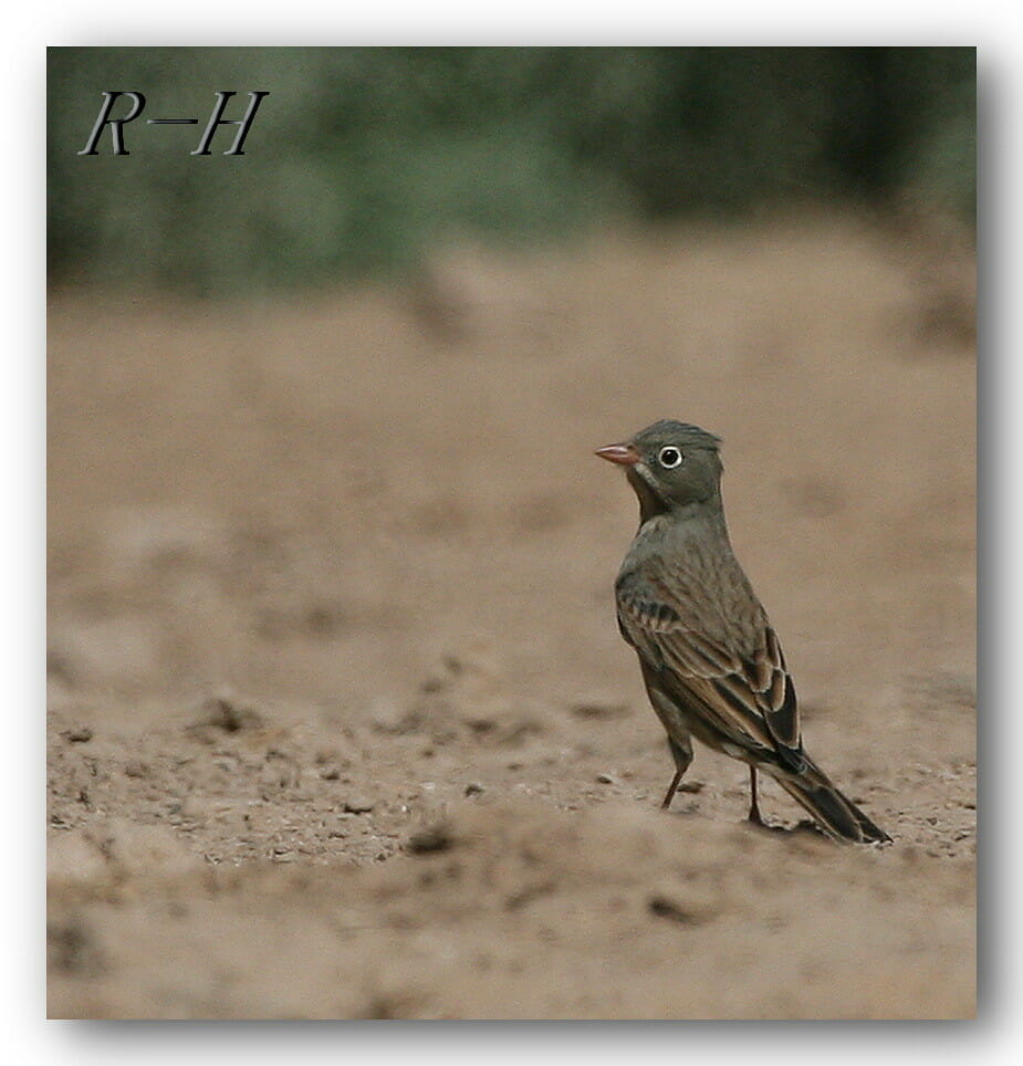 Grey-necked Bunting perching on the ground