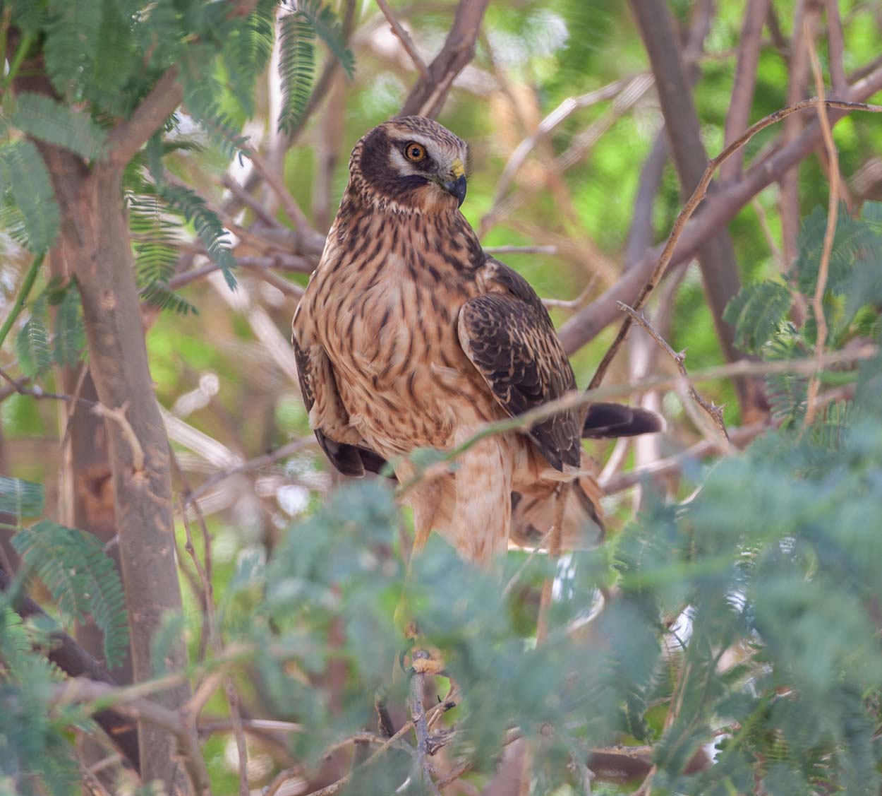 Pallid Harrier Circus macrourus