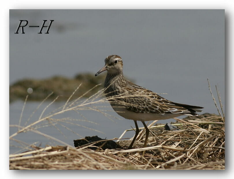 Pectoral Sandpiper standing near a pool