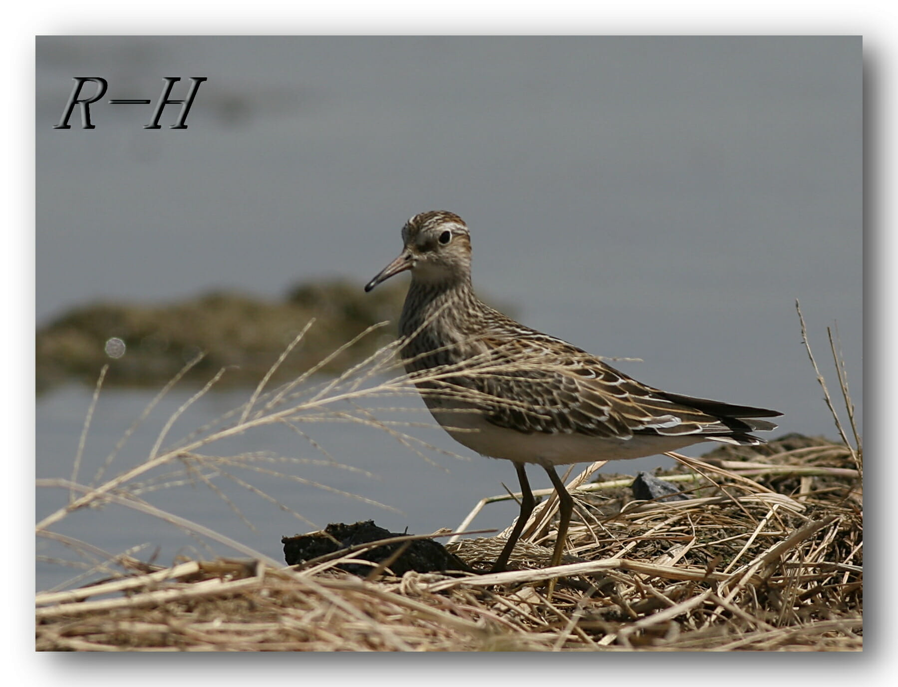 Pectoral Sandpiper standing near a pool