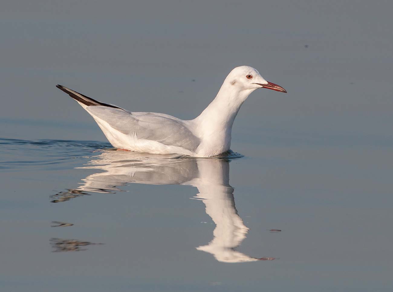 Slender-billed Gull swimming in sea water