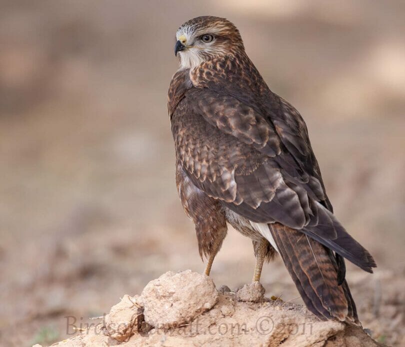 Steppe Buzzard perching on the ground