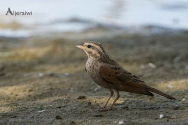 Striolated Bunting perching on the ground