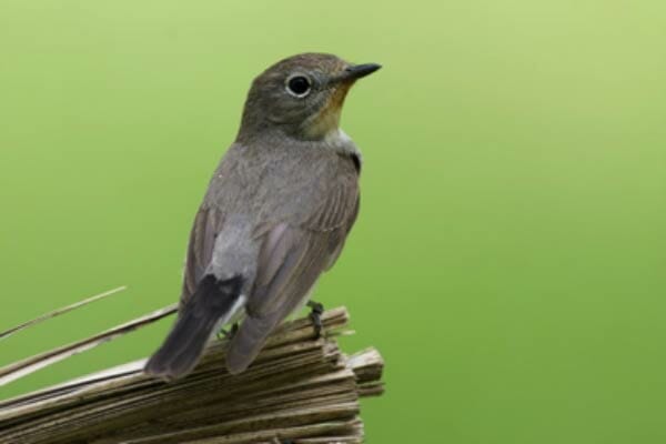 Taiga Flycatcher perching on a branch