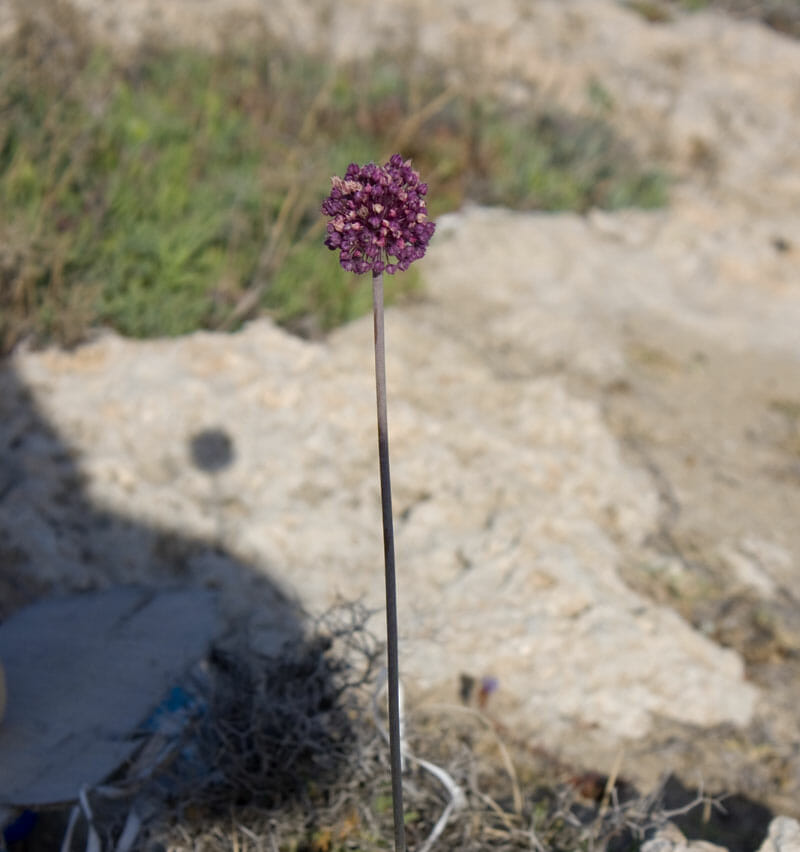Wild_Leek in Cyrus