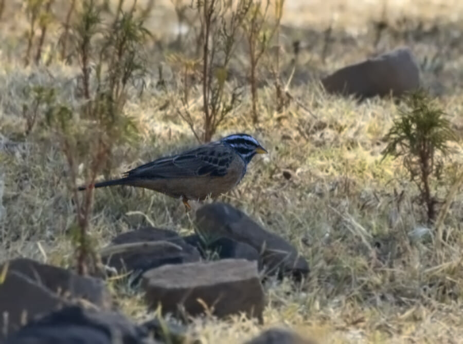 Cinnamon-breasted Bunting on a rock