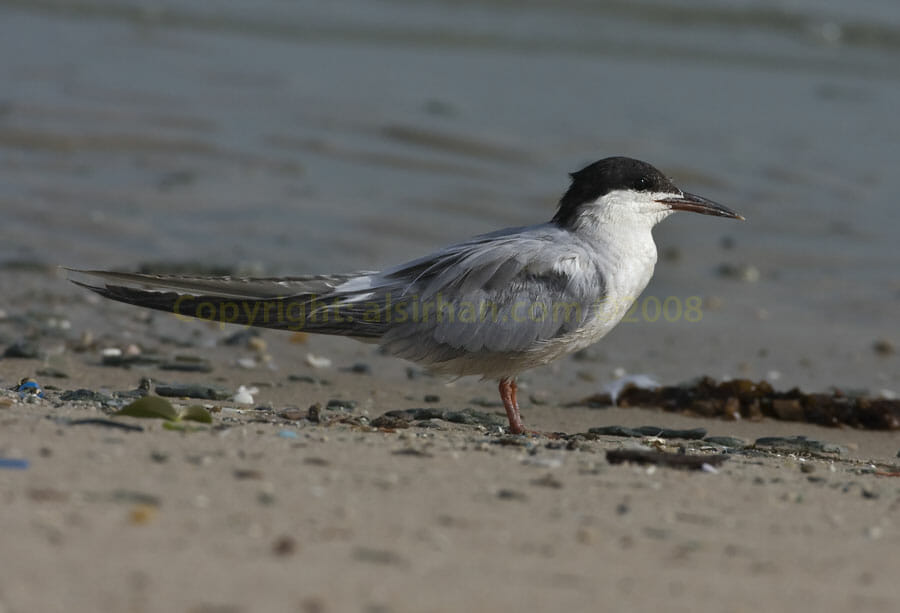 Common Tern standing on the ground