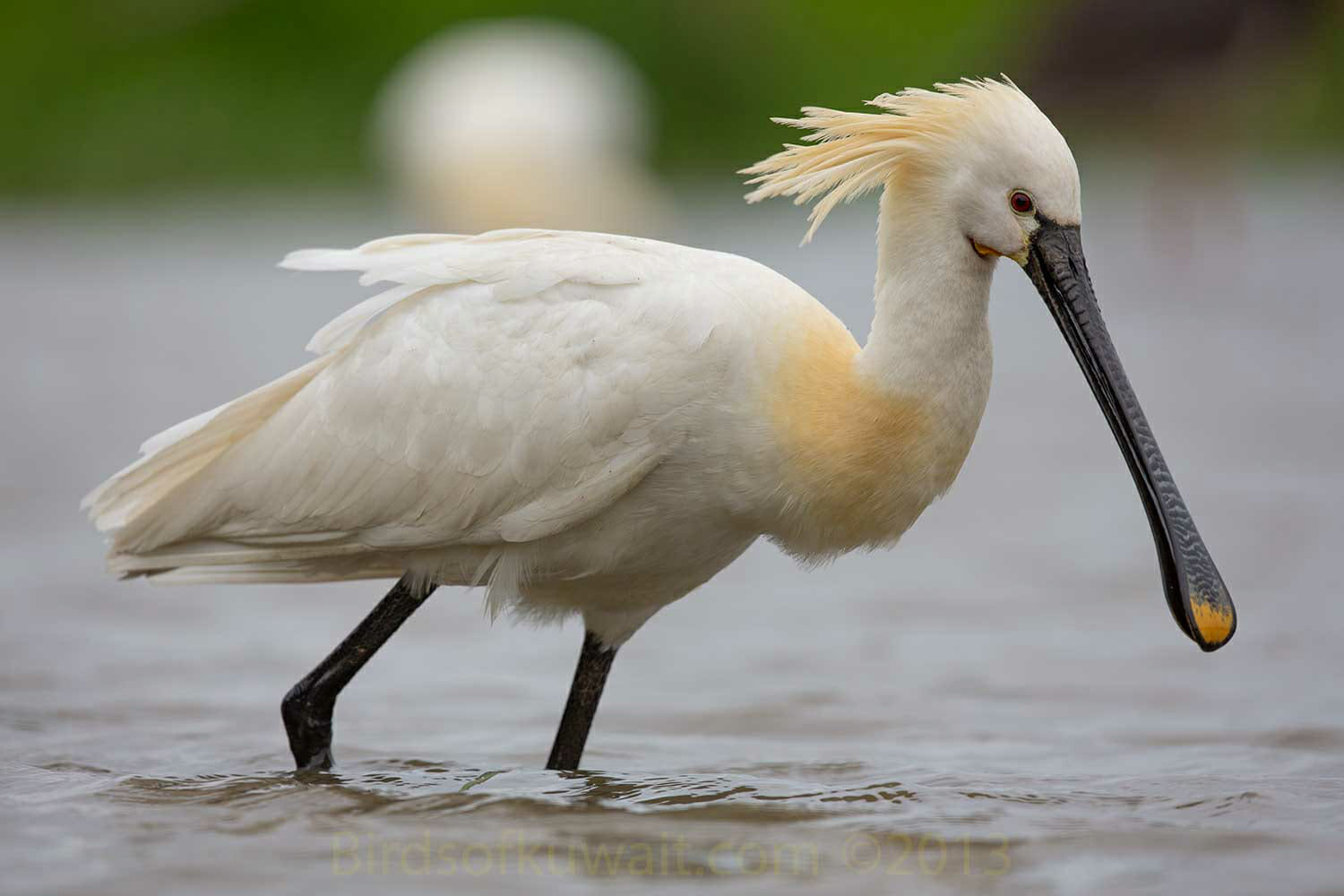 Eurasian Spoonbill Platalea leucorodia