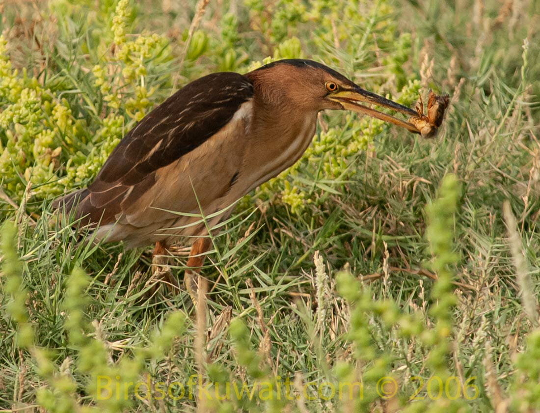 Little Bittern Ixobrychus minutus