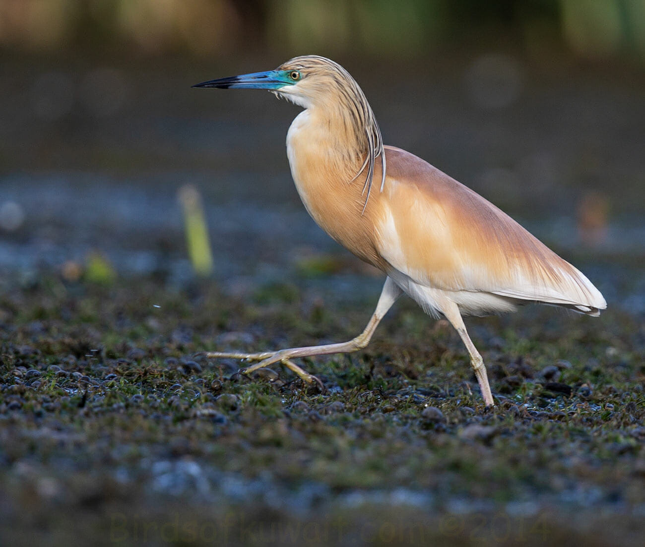 Squacco Heron Ardeola ralloides