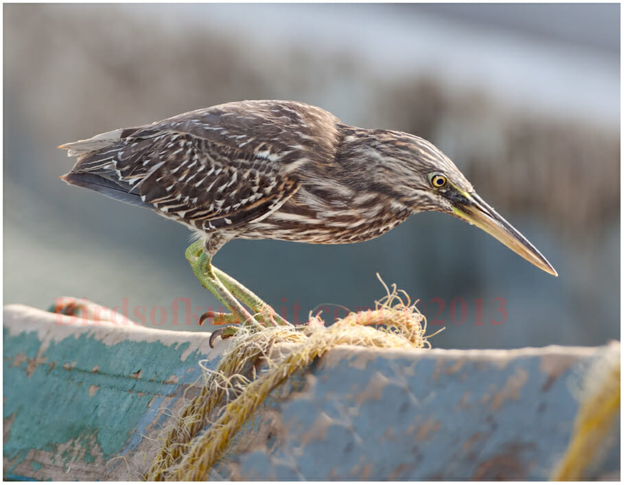 Striated Heron