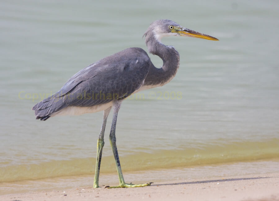Western Reef Heron standing at the edge of sea water