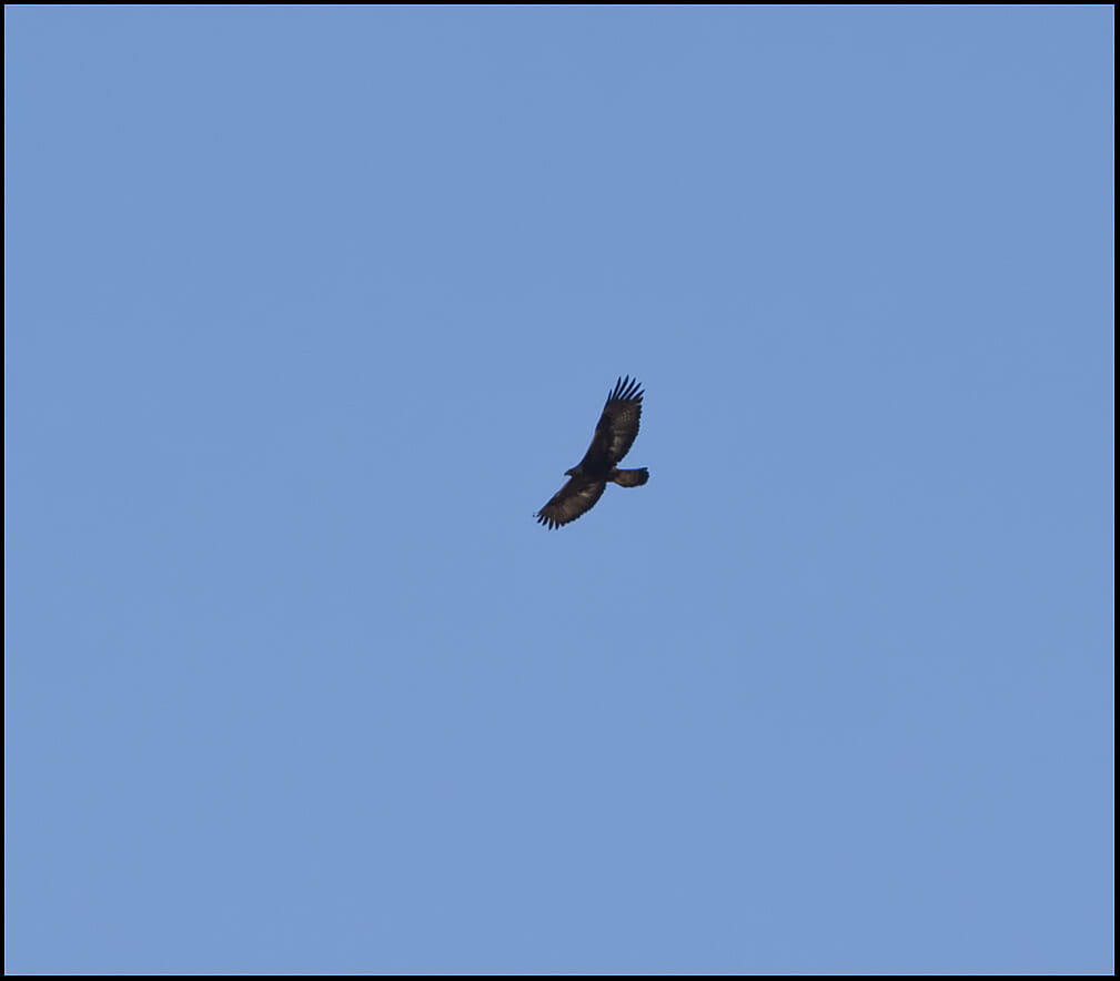 Golden Eagle in flight