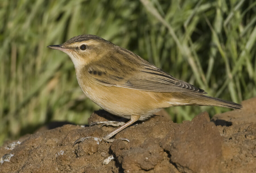 Sedge Warbler on a mound