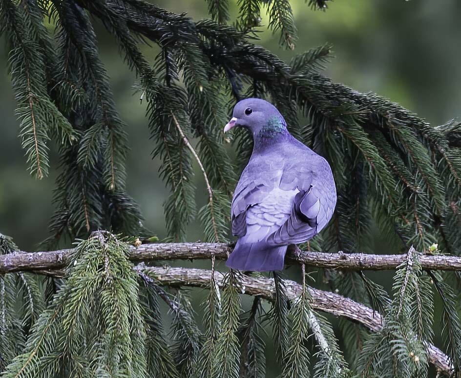 Stock Dove Columba oenas