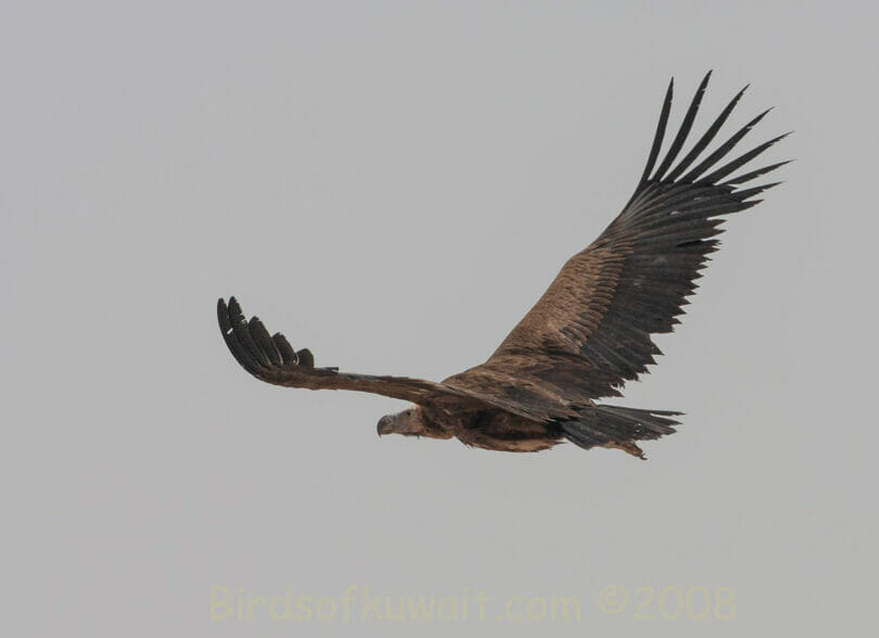 Lappet-faced Vulture Torgos trachielotos
