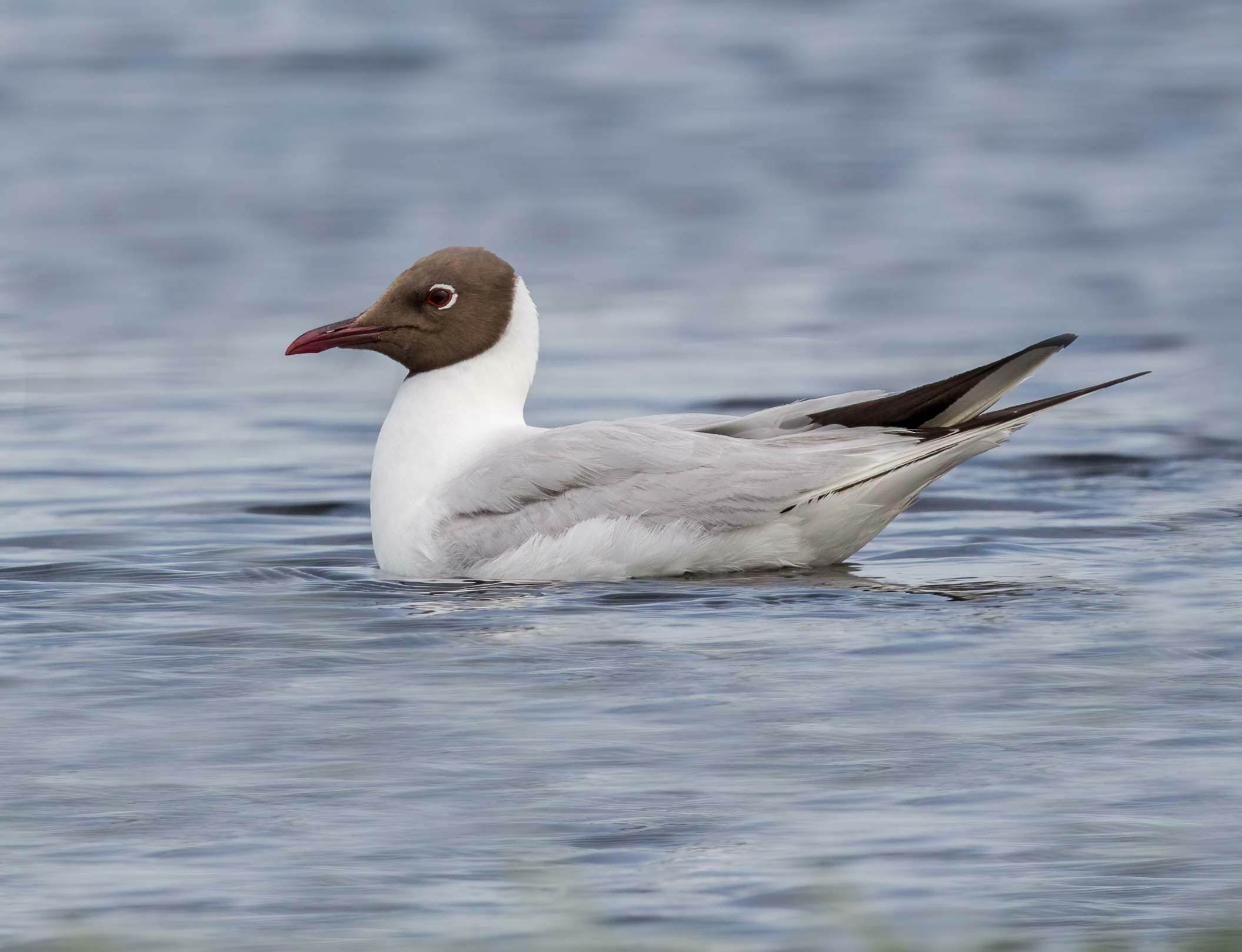 Common Black-headed Gull Chroicocephalus ridibundus