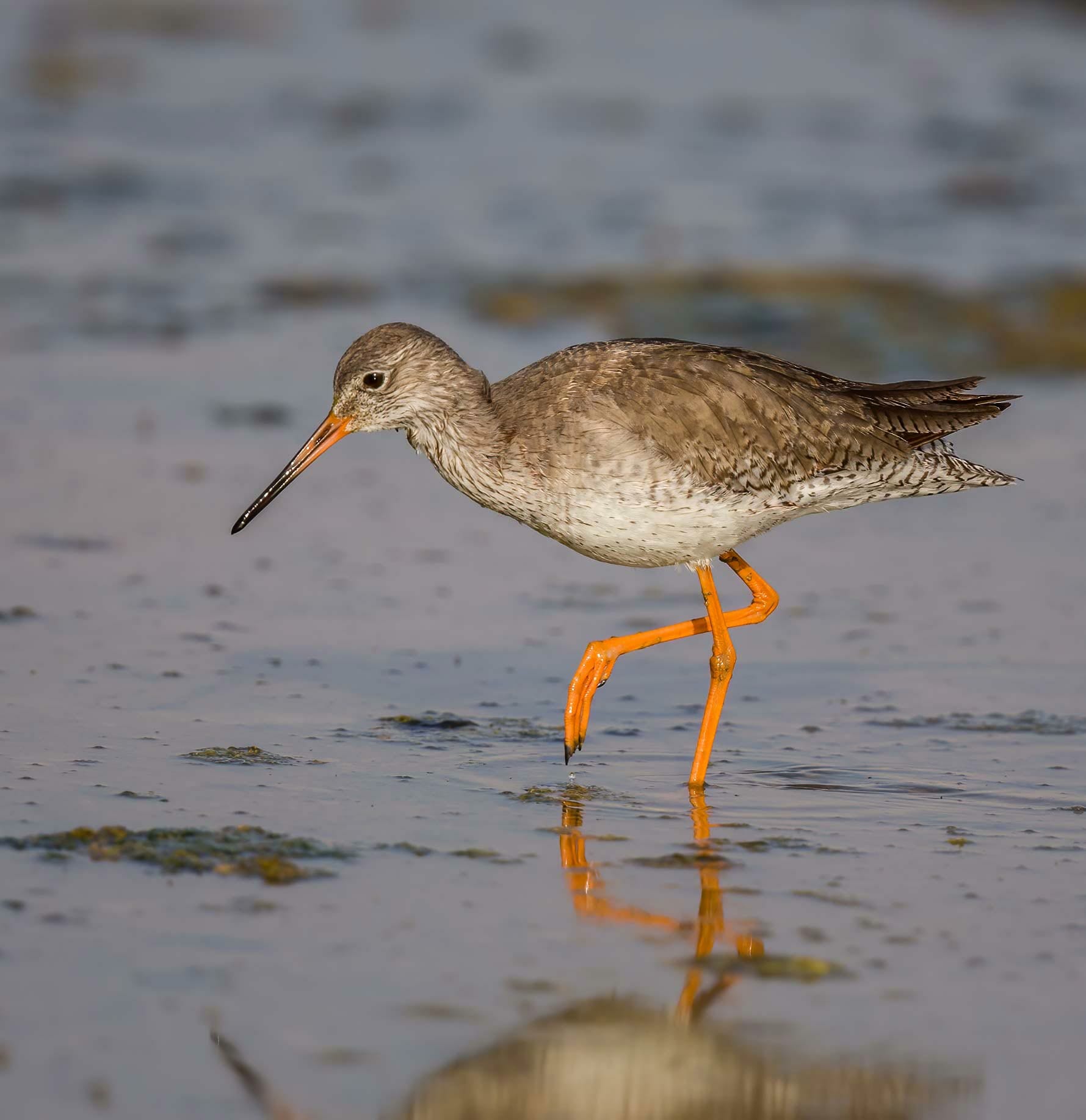 Common Redshank Tringa totanus