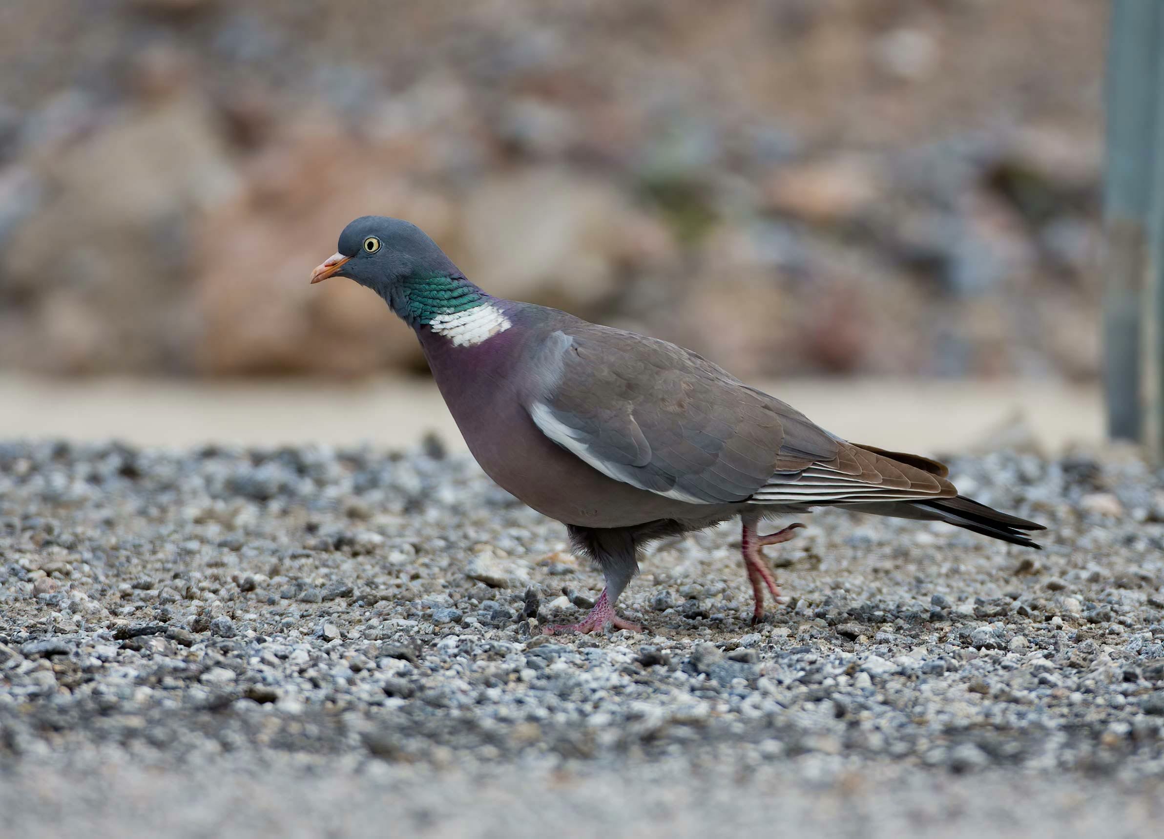 Common Wood Pigeon Columba palumbus