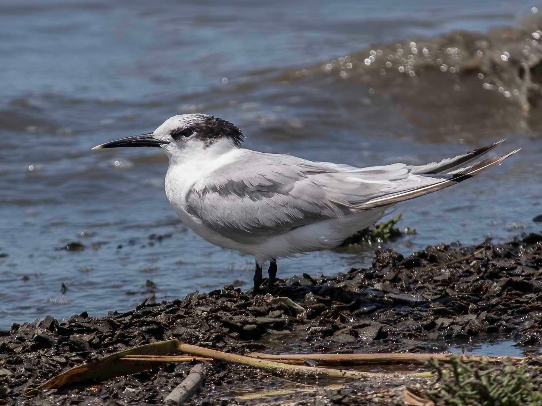 Sandwich Tern Thalasseus sandvicensis