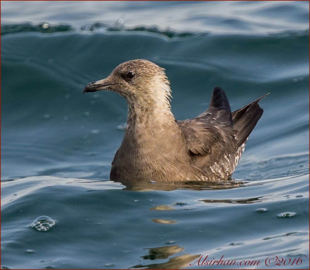 Arctic Jaeger floating on sea water