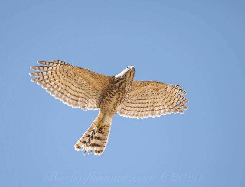 Asian Shikra in flight from below