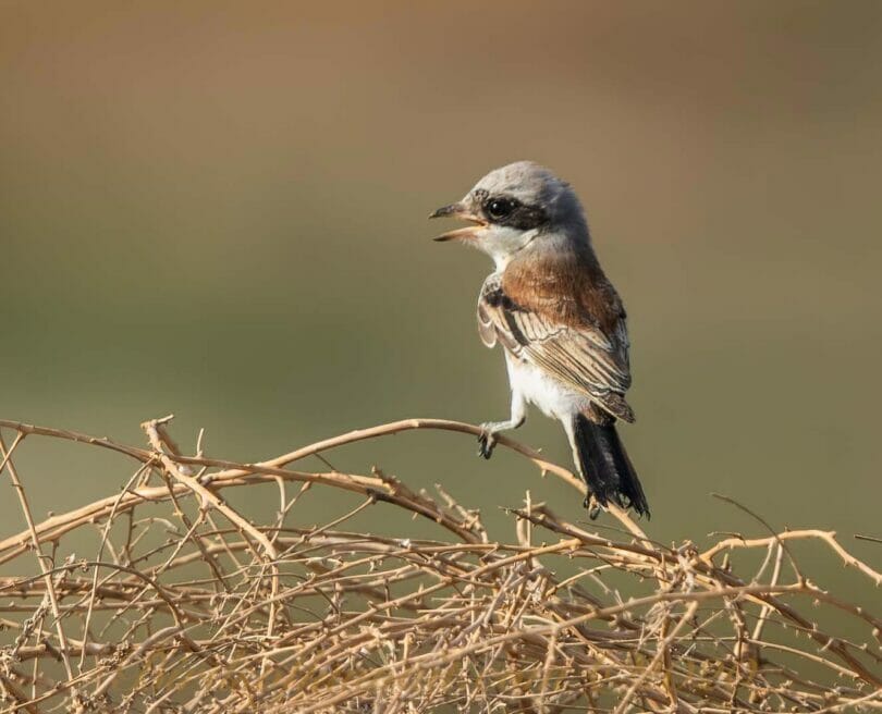 A Bay-backed Shrike perching on twigs