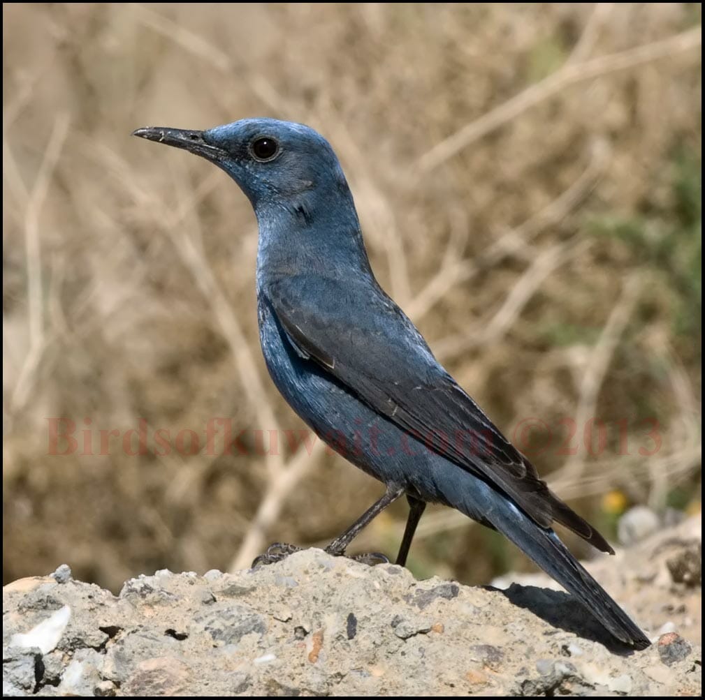 Blue Rock Thrush perching on a rock