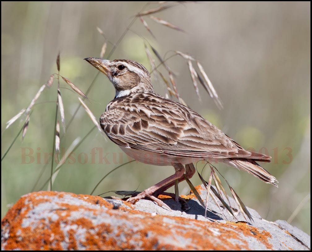 Calandra Lark sitting on a rock