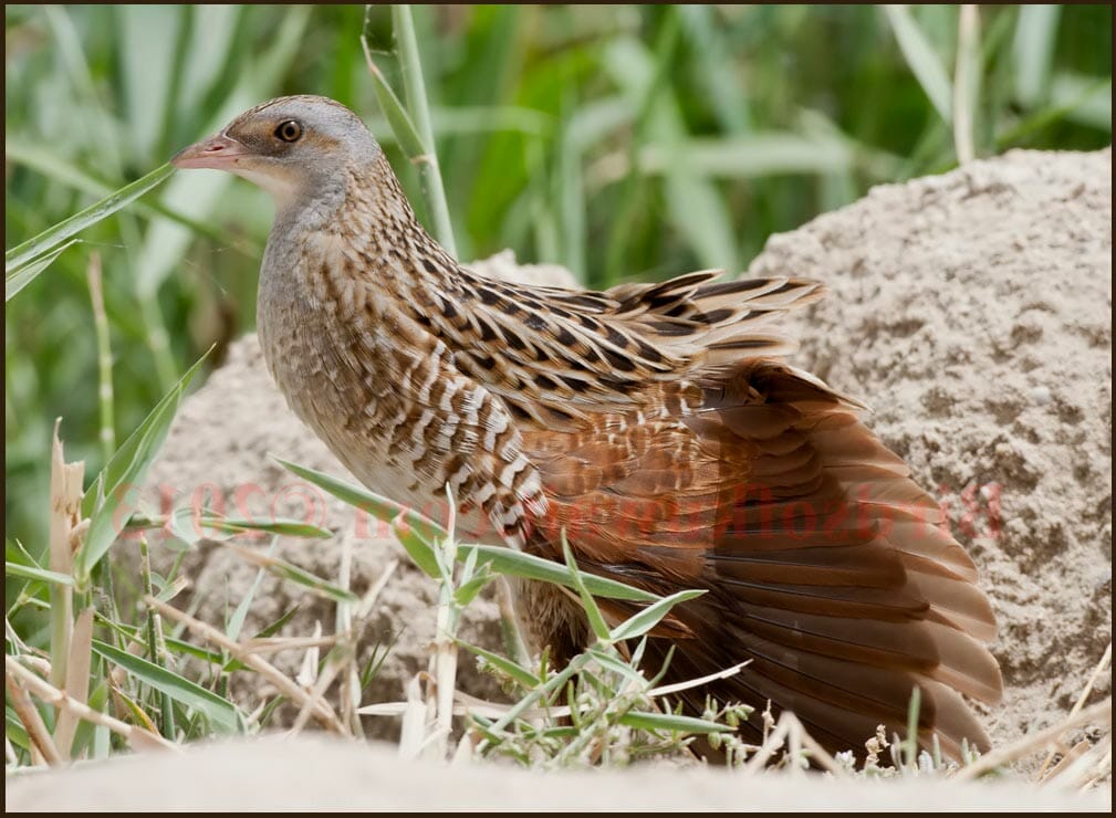 Corncrake perching on ground