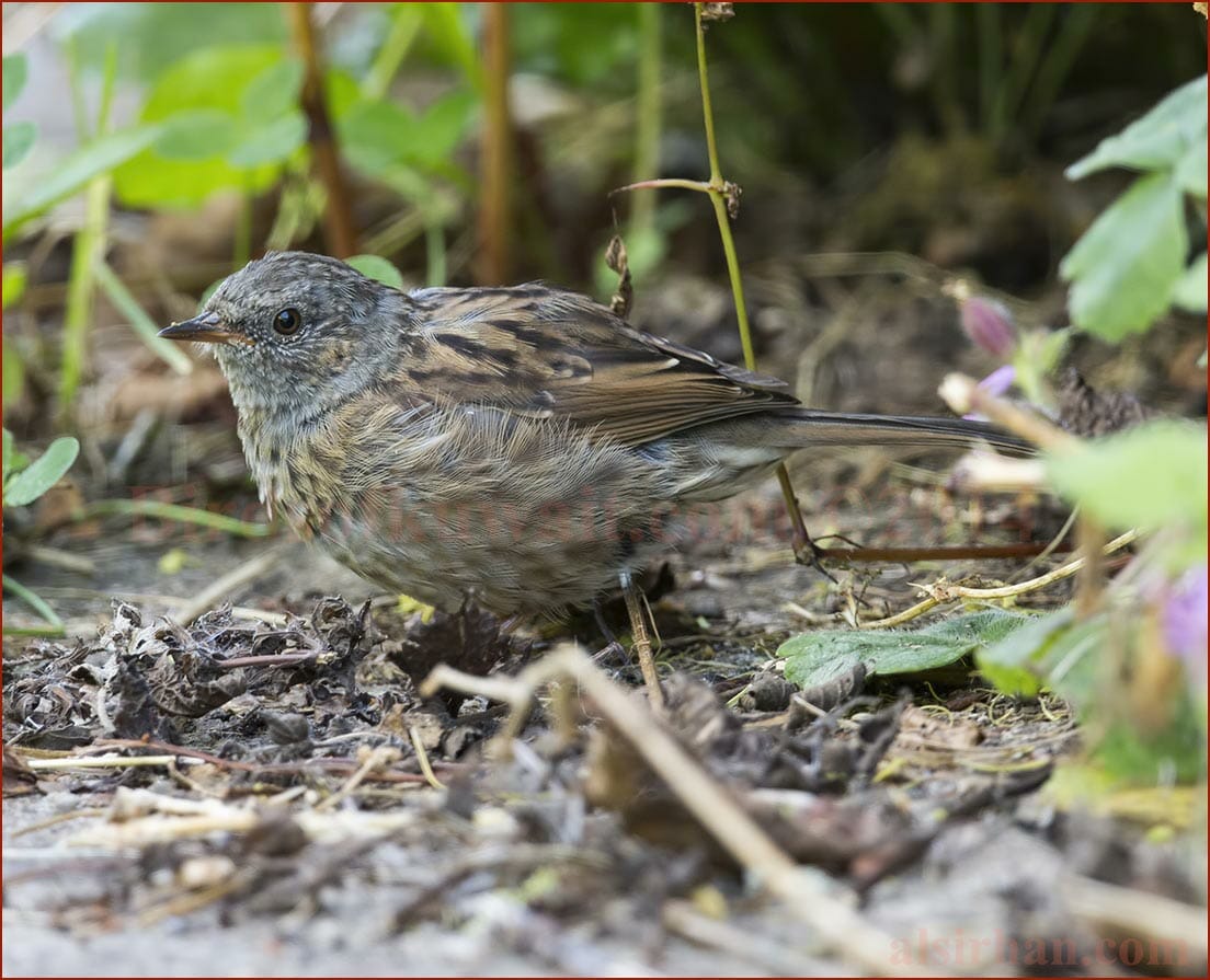 A Dunnock in the undergrowth