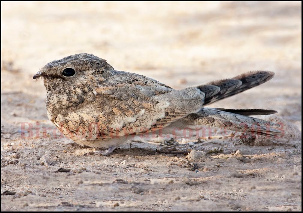 Egyptian Nightjar perching on ground in day light