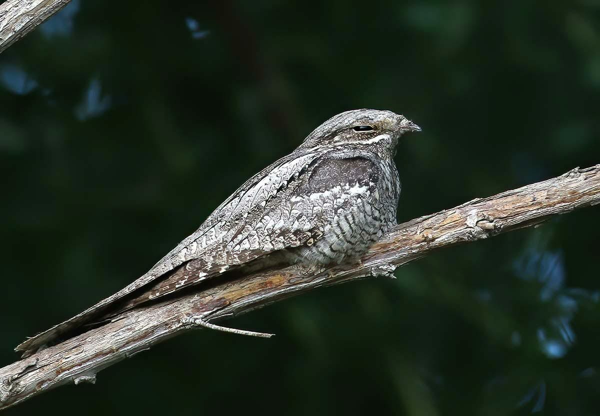 European Nightjar perching on a branch in the evening