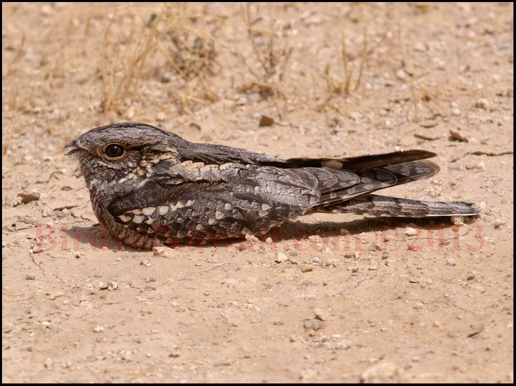 European Nightjar perching on ground in day time