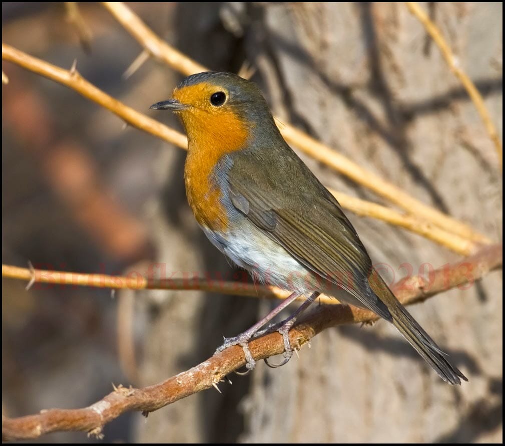 A European Robin standing on a branch